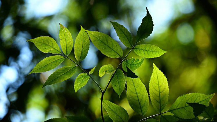 Habo_Sustanability and environment