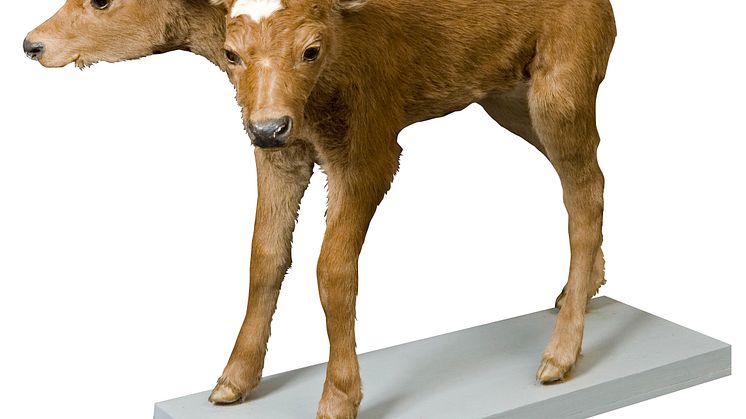 Upptäck tio fantastiska föremål – Naturhistoriska riksmuseet  introducerar highlights-visningar