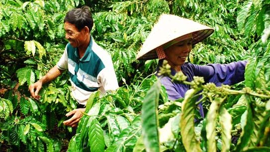 Nestlé hjälper kaffeodlare i Vietnam