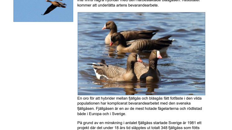 Inga gener från bläsgås i Sveriges fjällgäss