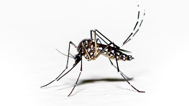 Mygga Aedes pressbild foto Mailson Pignata iStock.jpg