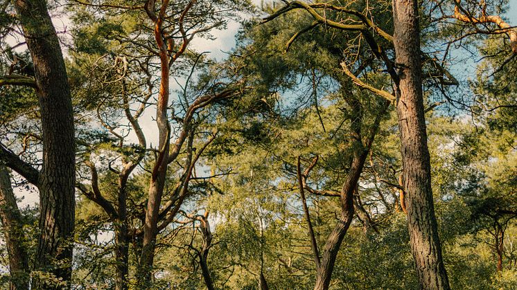 'Room to breathe': Kuvaaja Camilla Vodstrup
