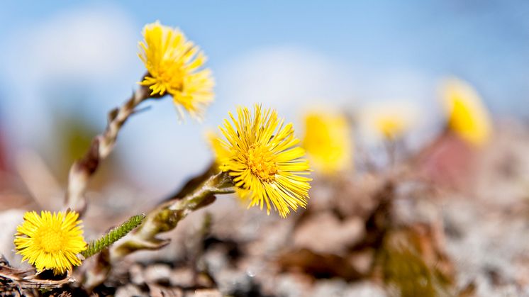 Blommande tussilago. (Foto: Gert Olsson)