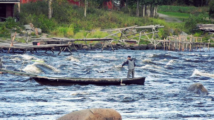 Sikfiske i Kukkolaforsen. Foto: Håkan Carlstrand.