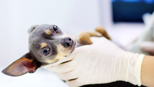 Dyrare veterinärvård – se till att din hund är rätt försäkrad!