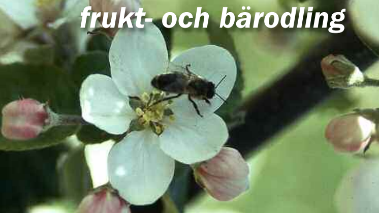 Pollinatörernas betydelse i ekologisk odling av frukt och bär