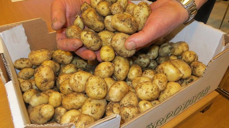 Högsta bud för färskpotatis 1 400 kr/kg
