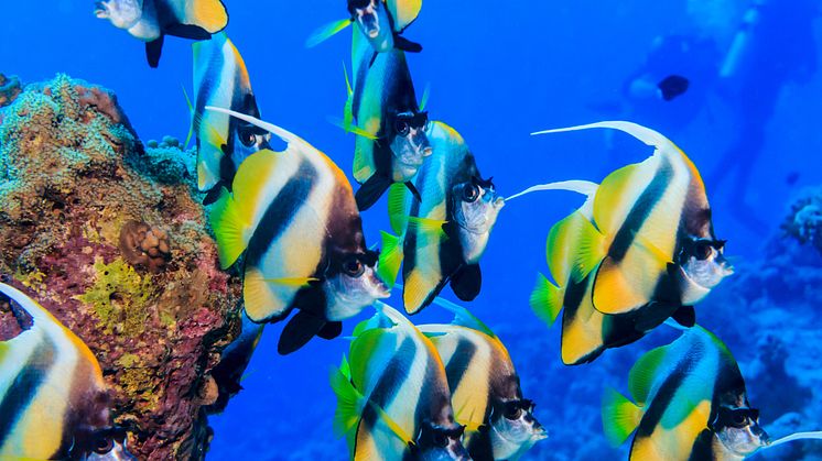 Röda havet, Dykning och snorkling. AdobeStock_135042758