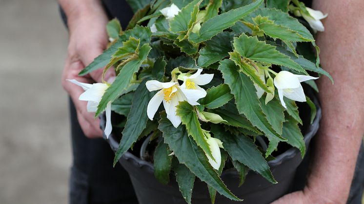 Begonia boliviensis Summerwings Boliviabegonia Foto @annikasnaturligating