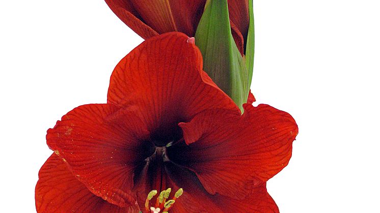 Lucka nr 1 - Amaryllis i en Blomstrande Julkalender