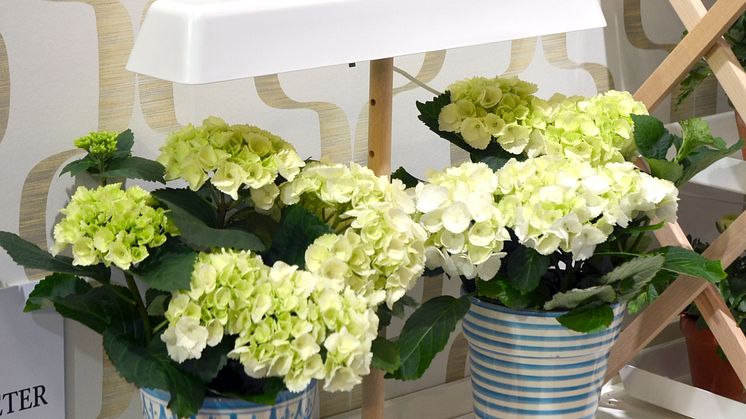 Hortensia