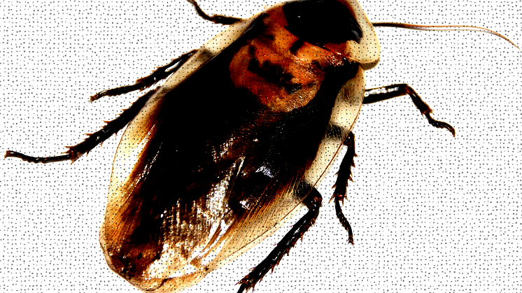 Dolorifics_Vermin (Single Cover)