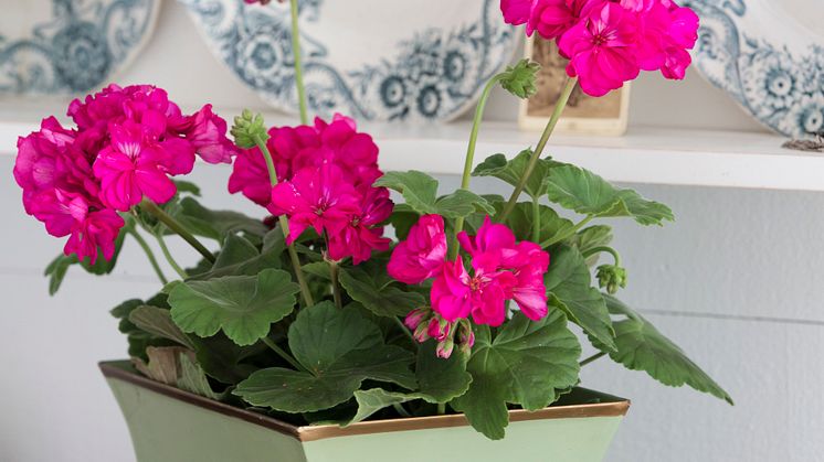 Pelargonium Drottningminne
