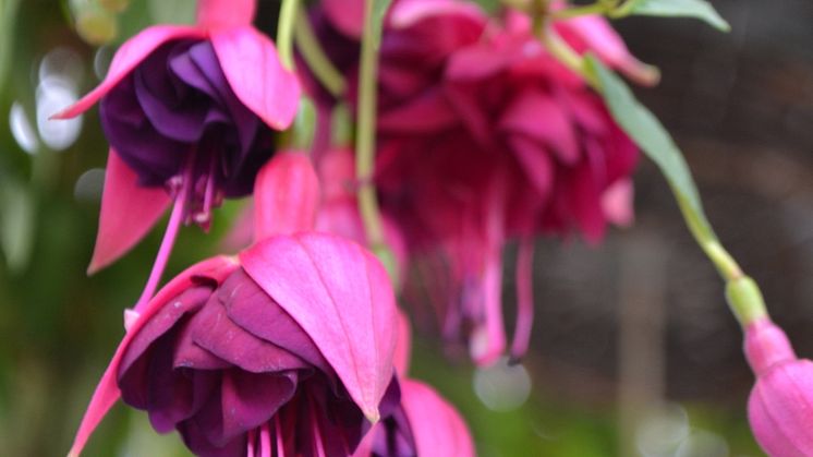Fokus på fuchsia