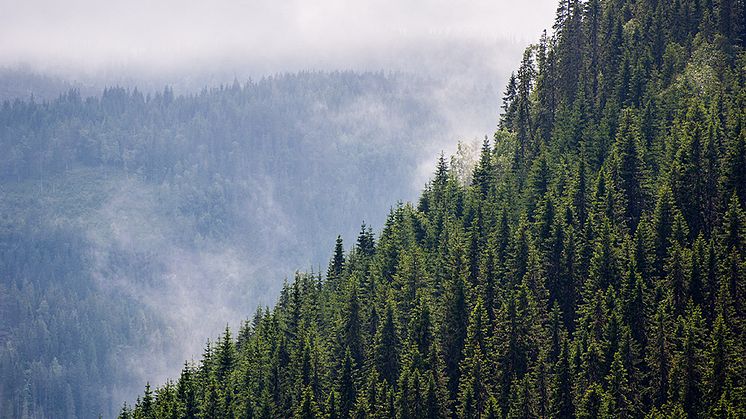 Kina planterar 30 miljoner hektar skog, och de är inte ensamma