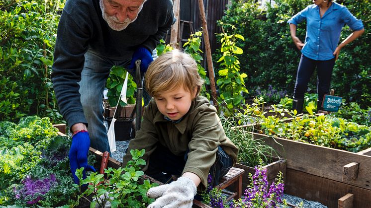 doc_Sommer im Garten_iStock-671270794