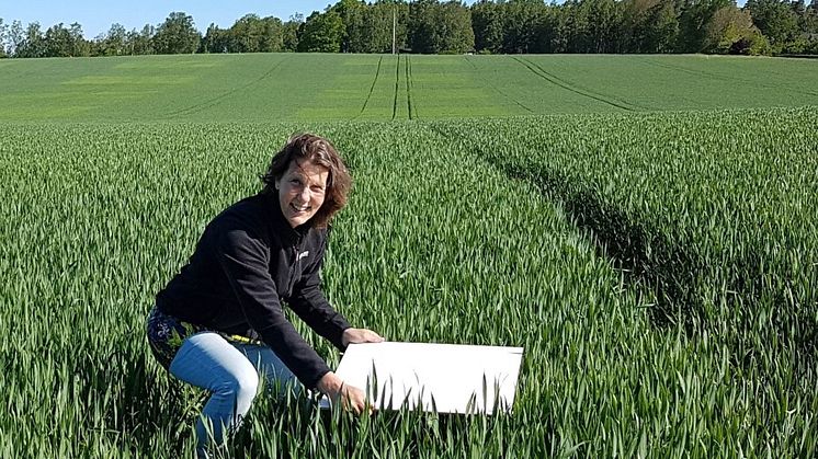 SLU-forskaren Kristin Piikki lägger ut en referensplatta som används för att man ska kunna skapa drönarbilder som är jämförbara mellan olika flygningar. Foto: Mats Söderström.