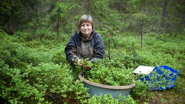 Rikligt med blåbär i Norrland