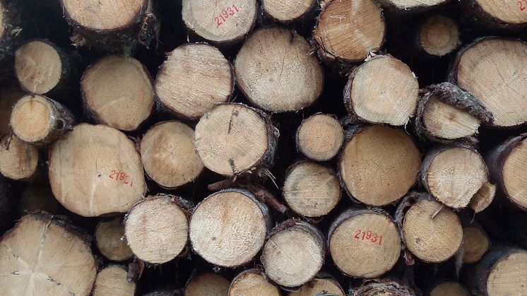 KSLA har valt in 25 nya ledamöter, varav 9 i Skogsavdelningen. Foto: Ylva Nordin.