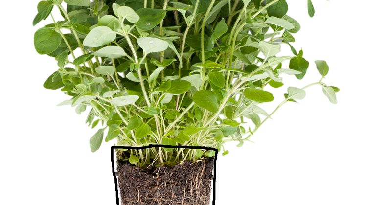 Mejram (Origanum majorana)