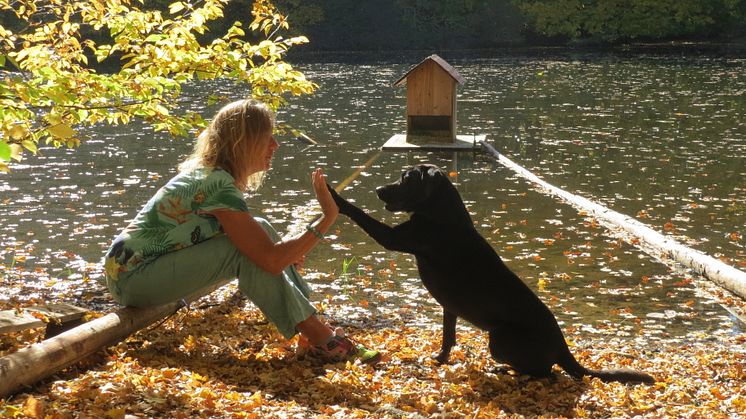 Seul, Hund, See