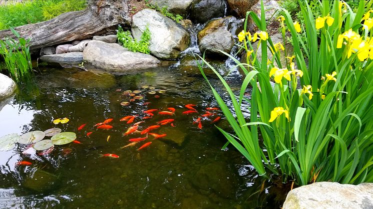 EXPERT COMMENT: Ponds can absorb more carbon than woodland – here’s how they can fight climate change in your garden