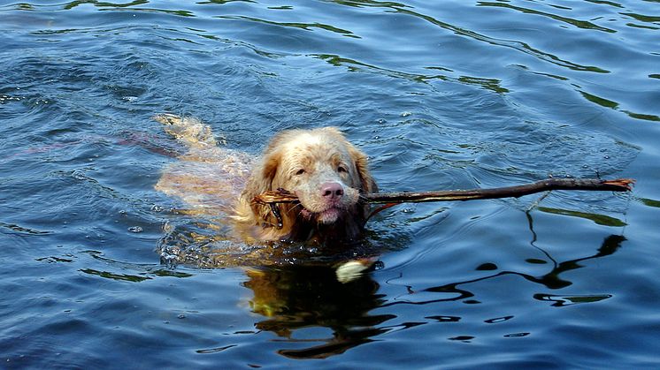 Tollare som har lämnat blodprov till SLU:s hundbiobank. Där lagras prover från både friska och sjuka hundar, tillgängliga även för framtida forskningsprojekt. Foto: Hillevi Stephansson