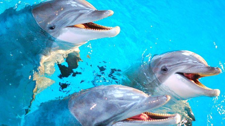 Mormor, mamma och son – tre generationer i Kolmårdens nya delfinshow
