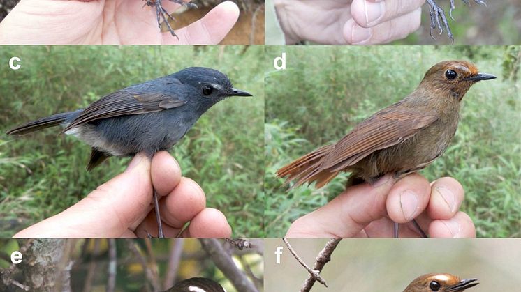 Tre arter som tidigare sågs som blå kortvinge (bild a och c), Himalayakortvinge (bild b, d, f) och taiwanesisk kortvinge (bild e). Foto: Per Alström, Chengte Yao och Tang Jun/China Bird Tour.
