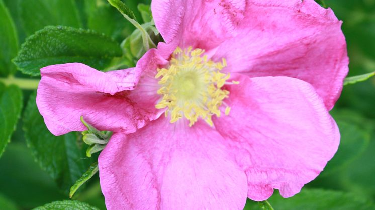 Rosa Rugosa är en invasiv art som riskerar att tränga ut annan växtlighet.