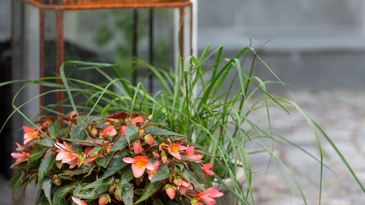 Begonia boliviensis Summerwings Boliviabegonia Foto @annikasnaturligating