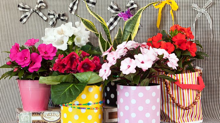Blomsterfrämjandet intar scenen på Skånska Trädgårdar