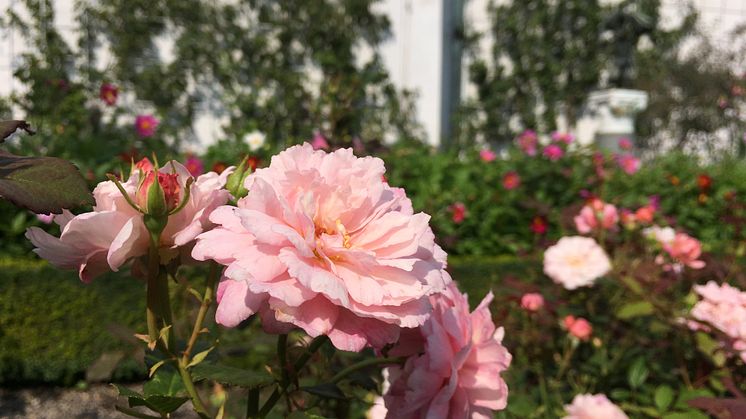 Visning och föredrag: Passion för rosor