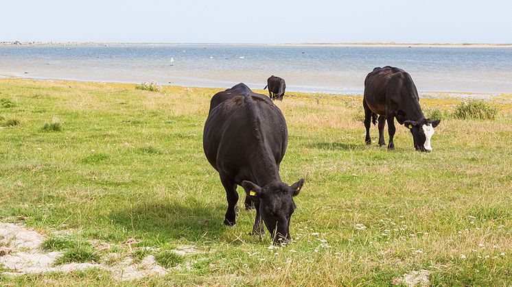Betande boskap vid Östersjöns kust. Foto: Lars Johansson