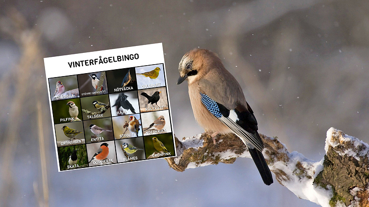 Upptäck naturen i jul - till exempel genom att spela bingo!