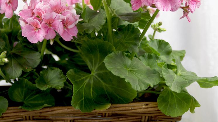 Årets Pelargon 2010 - Pelargonium Avenida ´Mosaic´