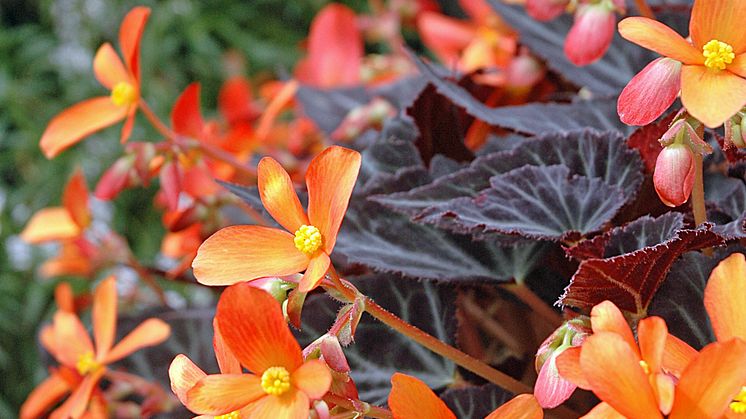 Begonia ´Glowing Embers´