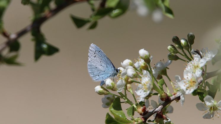 Ledarskap för att rädda biologisk mångfald