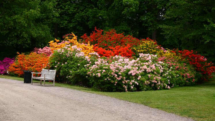 Rhododendron
