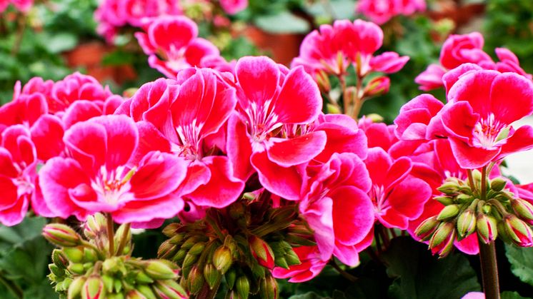 Pelargonium - Wild & Sweet, sommarutställning på Tjolöholms Slott
