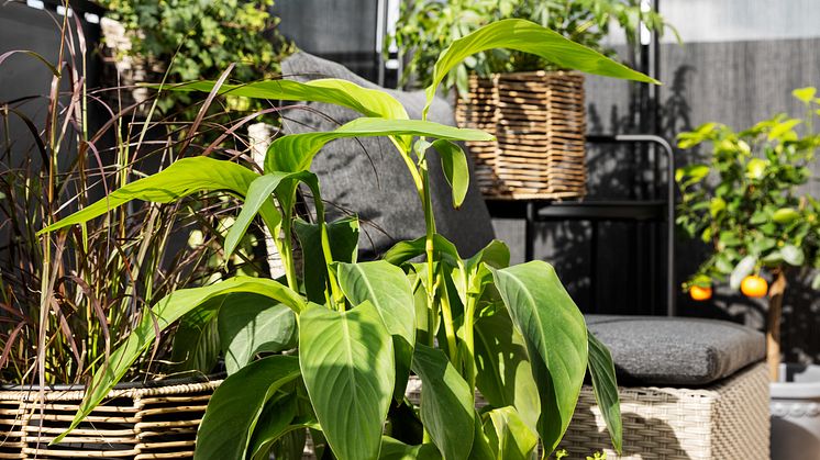 Rusta_2024_S2_balcony_Flowerpots-1-I