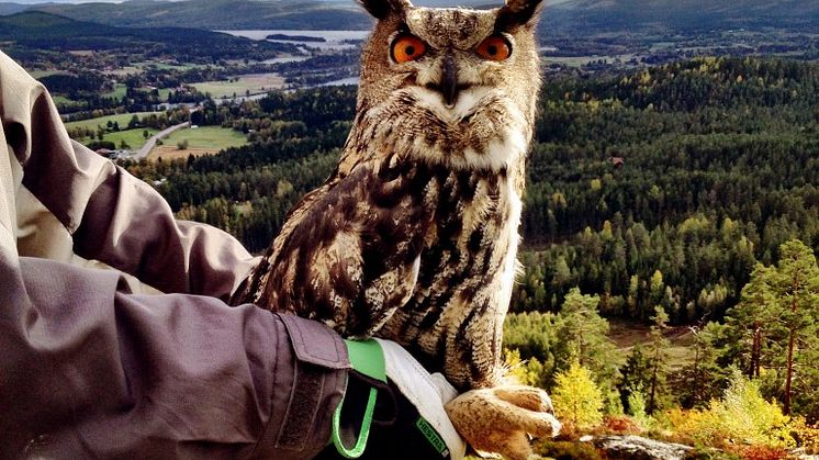 Berguvar frisläppta