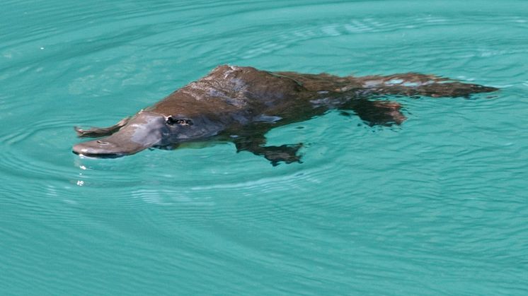 Platypuses in some Australian streams are consuming almost half a human daily dose of antidepressants every day, according to research (Photo: iStock, Credit Miauri)