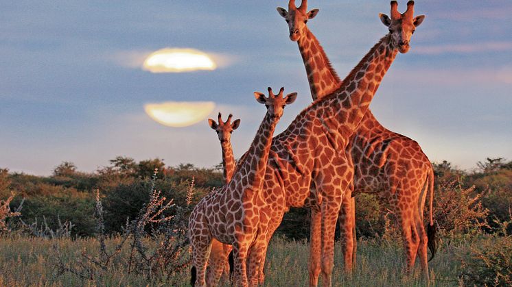 Giraffer i Sydafrika