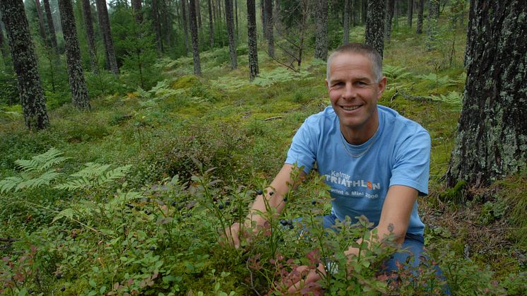 I sommarvärmen mognar äntligen blåbären!