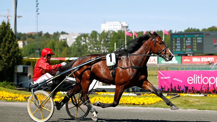 Disco Volante på Solvalla 2018. Foto: Maria Holmén/TR Bild