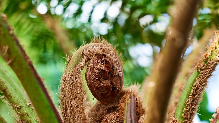 Bodywood