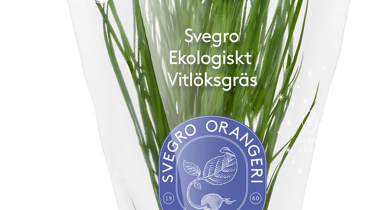 Svegro Vilda Smaker - ekologiskt vitlöksgräs 