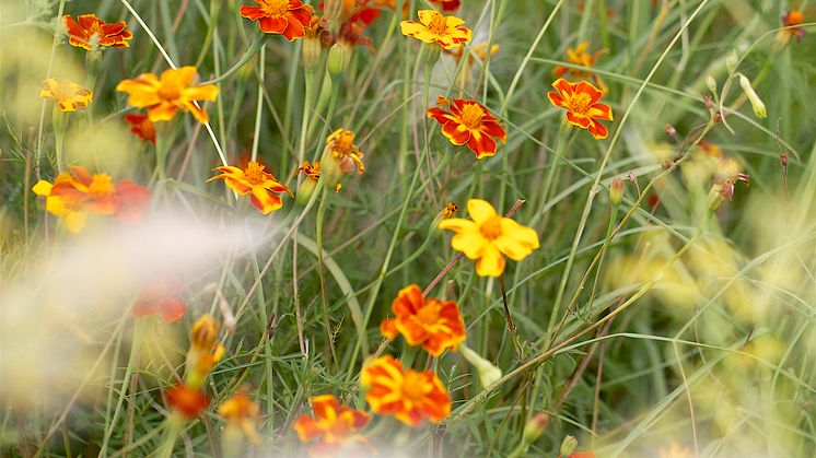 Tagetes-T2020_3308_Blomsterlandet