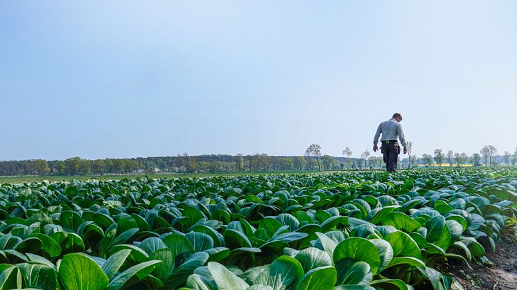Vi på SydGrönt jobbar alla tillsammans för att öka självförsörjningsgraden i Sverige.
